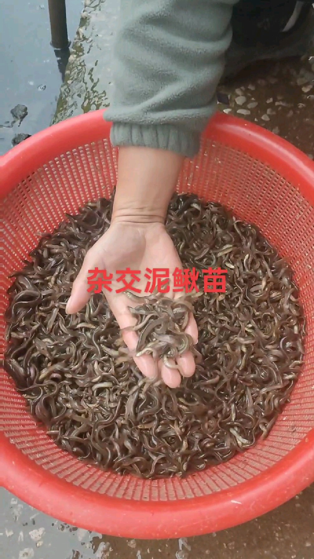 自己繁殖孵化的杂交泥鳅苗,一个多月了#泥鳅养殖