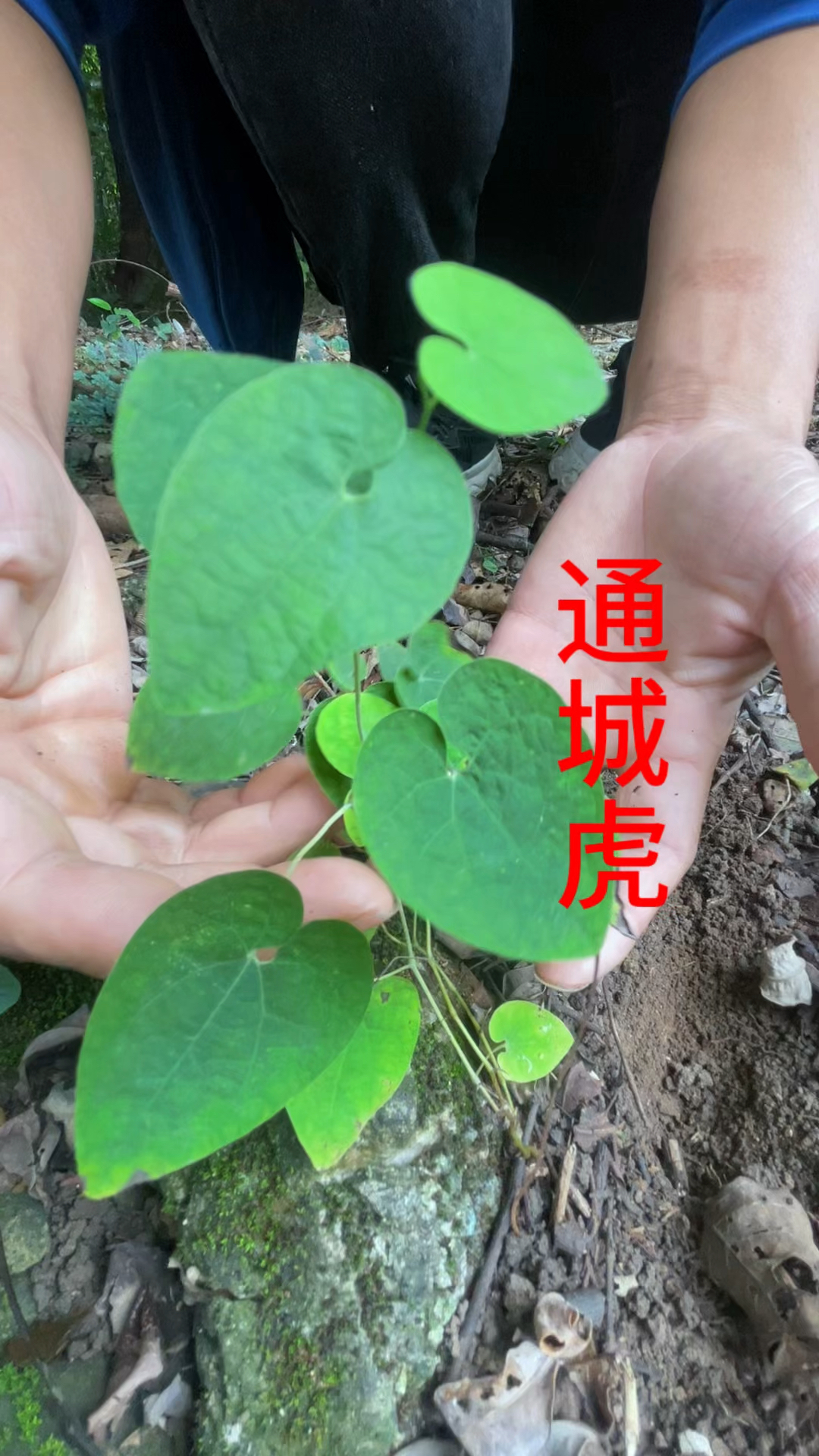 通城虎泡酒,农活干到99