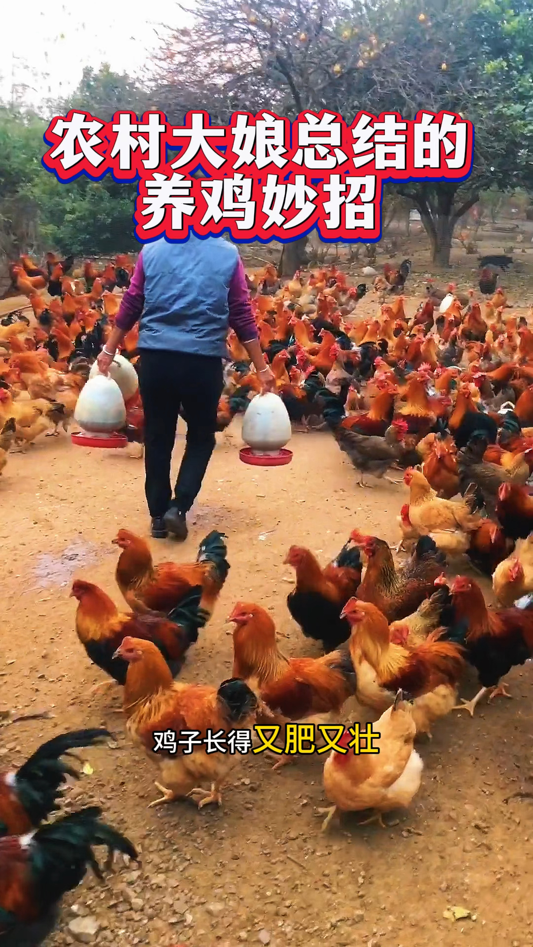 农村创业养鸡致富人(农村创业养鸡致富人是谁)