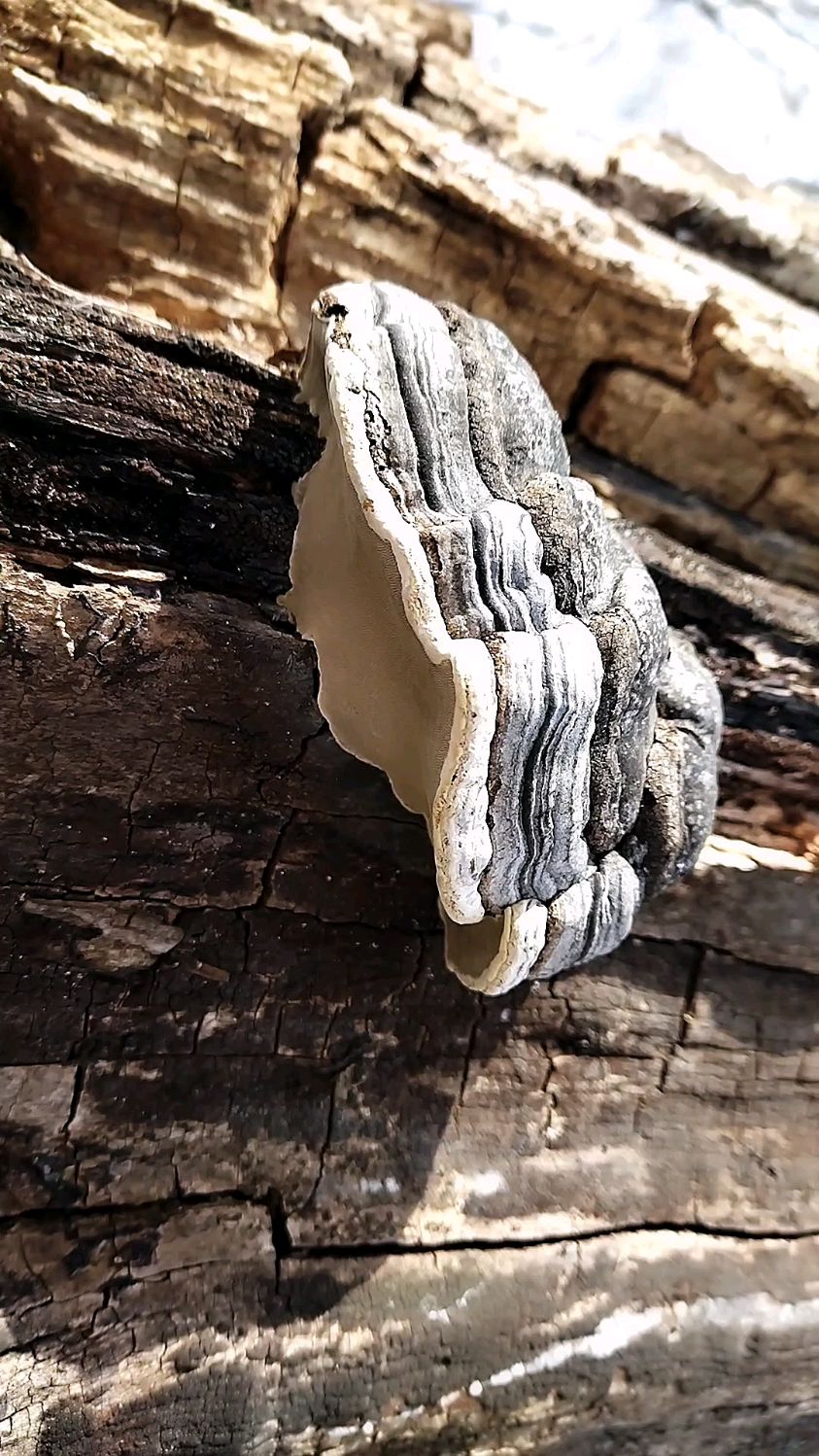 上山采白灵芝的路上,发现一处枯树桩,上面长着木蹄灵芝.