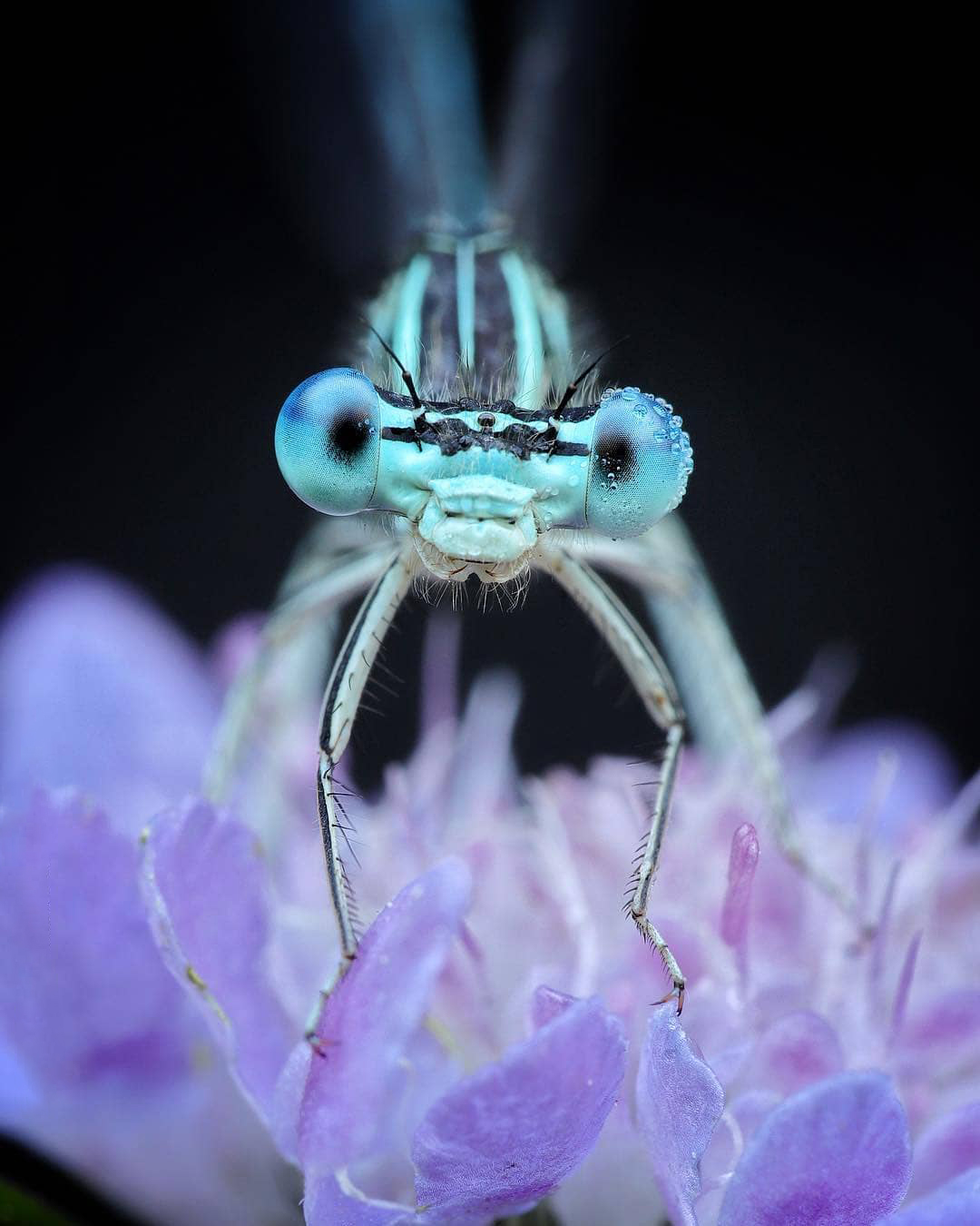 昆虫微距摄影技巧