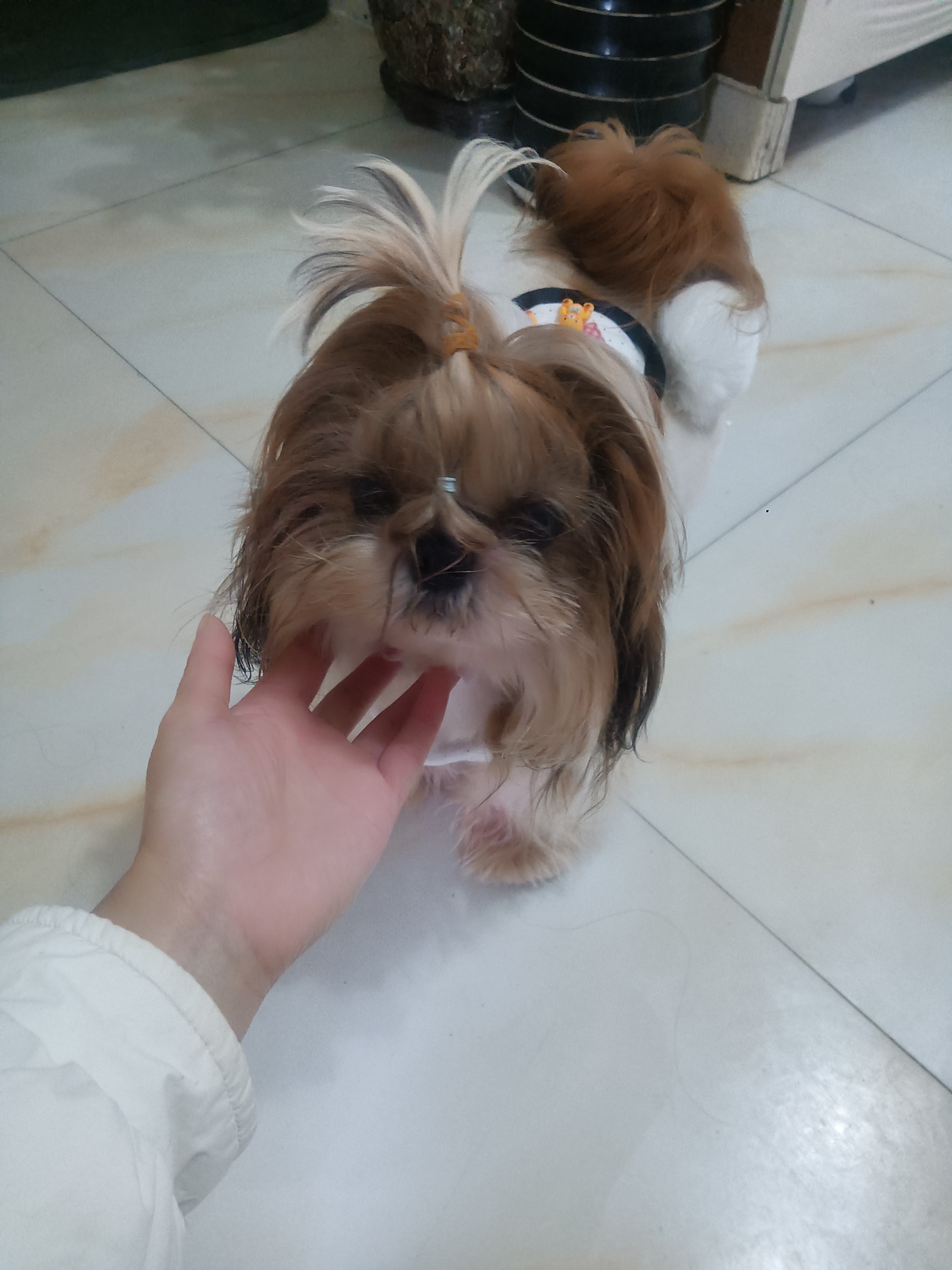接了一只西施犬非常漂亮可爱主人花5000买的有8个月长象甜美为标