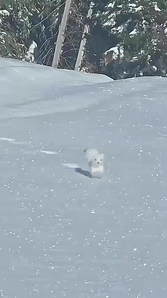 冰天雪地 一只白色黄鼠狼奔奔跳跳好可爱
