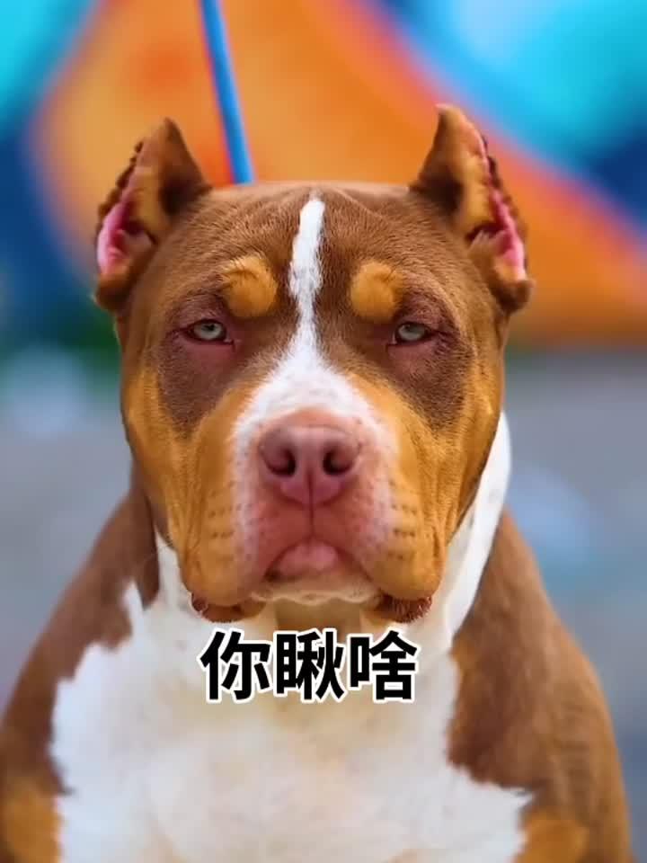 你瞅啥,恶霸犬