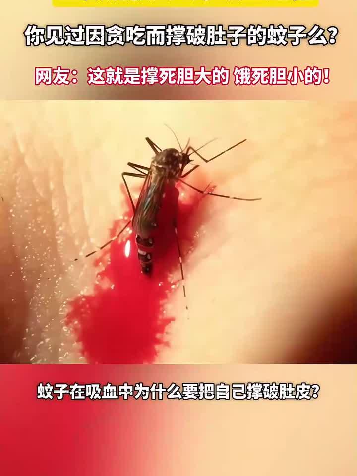 放大蚊子吸血过程,你见过因贪吃而撑爆肚子的蚊子么?