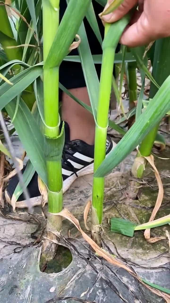 抽蒜薹,服务三农,农村生活