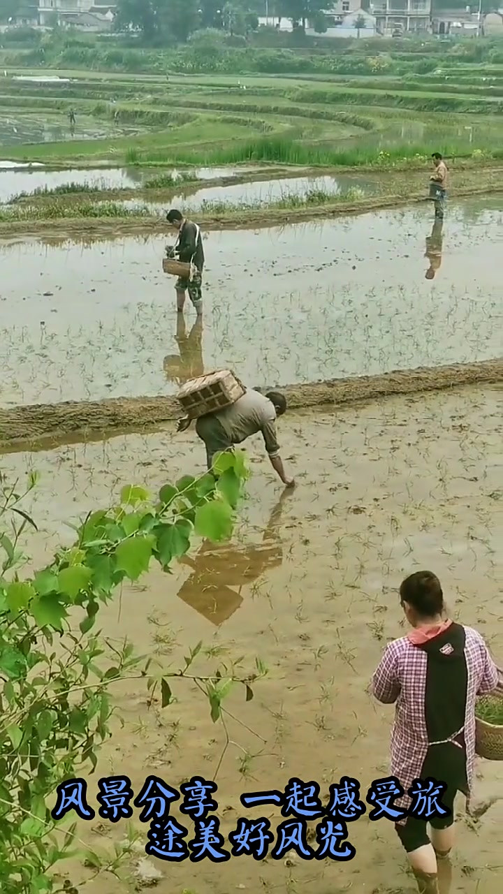 早秋旅行,带你们看看抛秧,这就是咱们农村人的生活