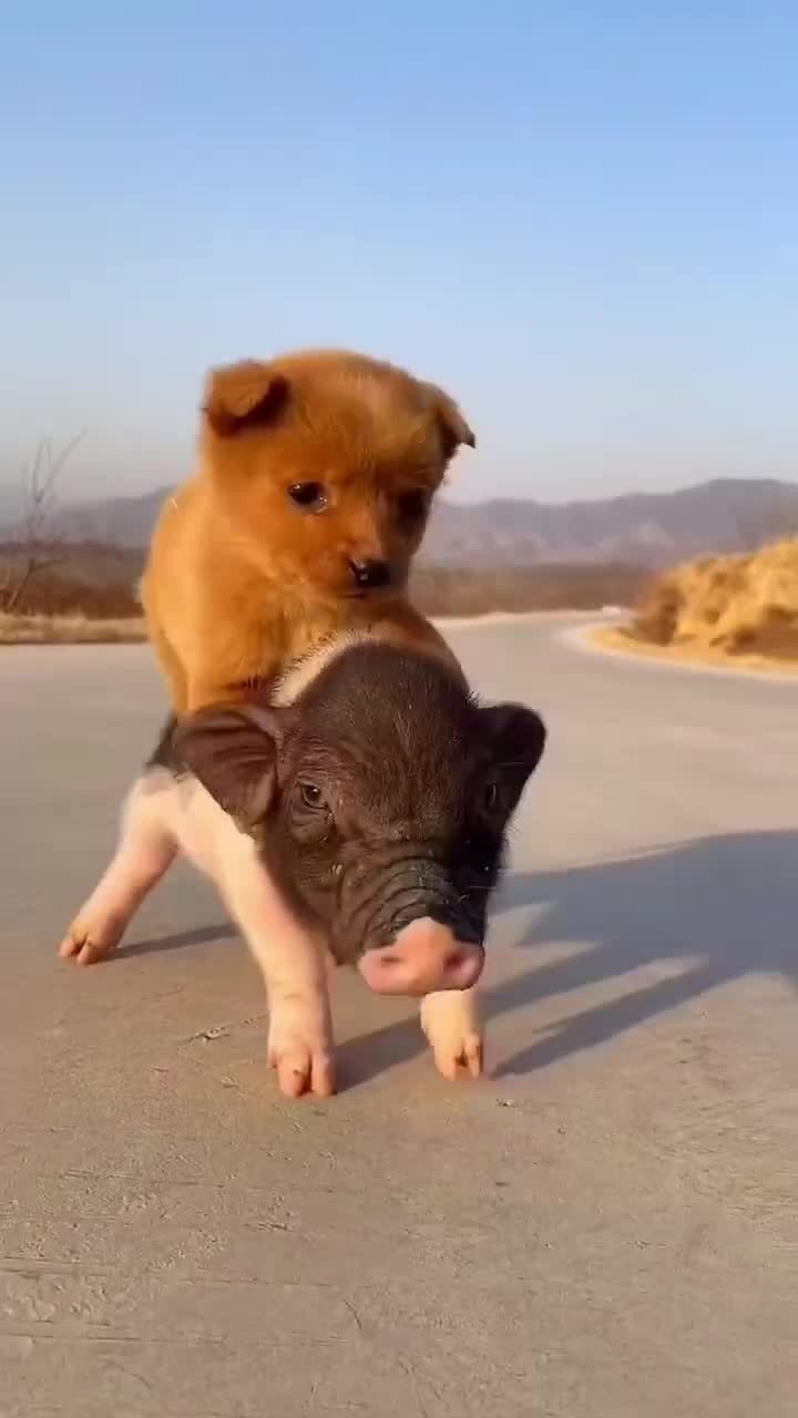 小猪背着狗狗回家过年