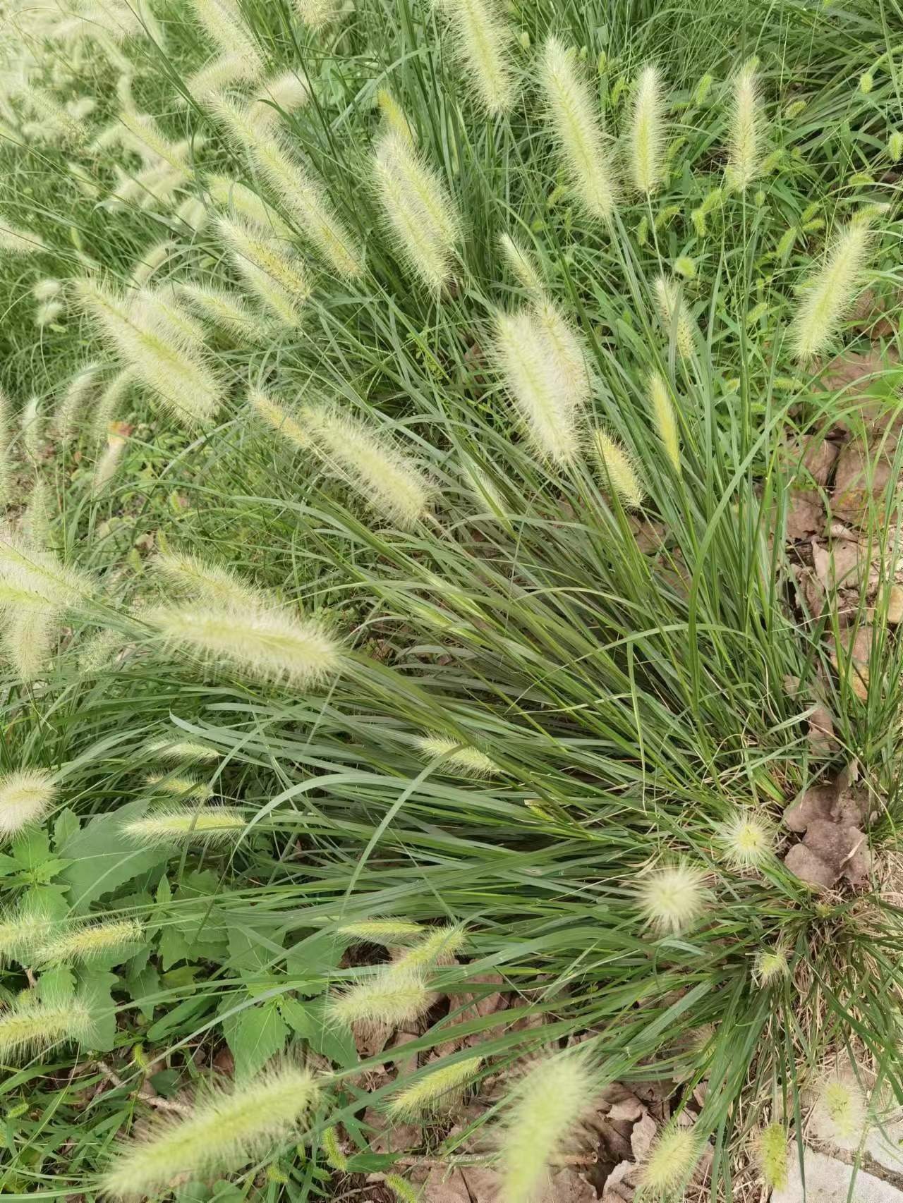 及图片图片雅安常见草种耐高温耐干旱的绿色花草草的图片及名称大全集