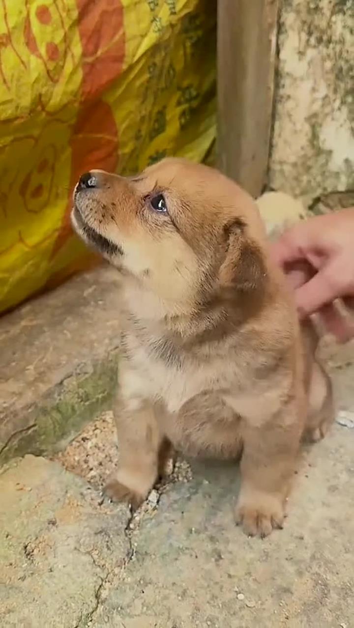 情绪好稳定的狗崽?