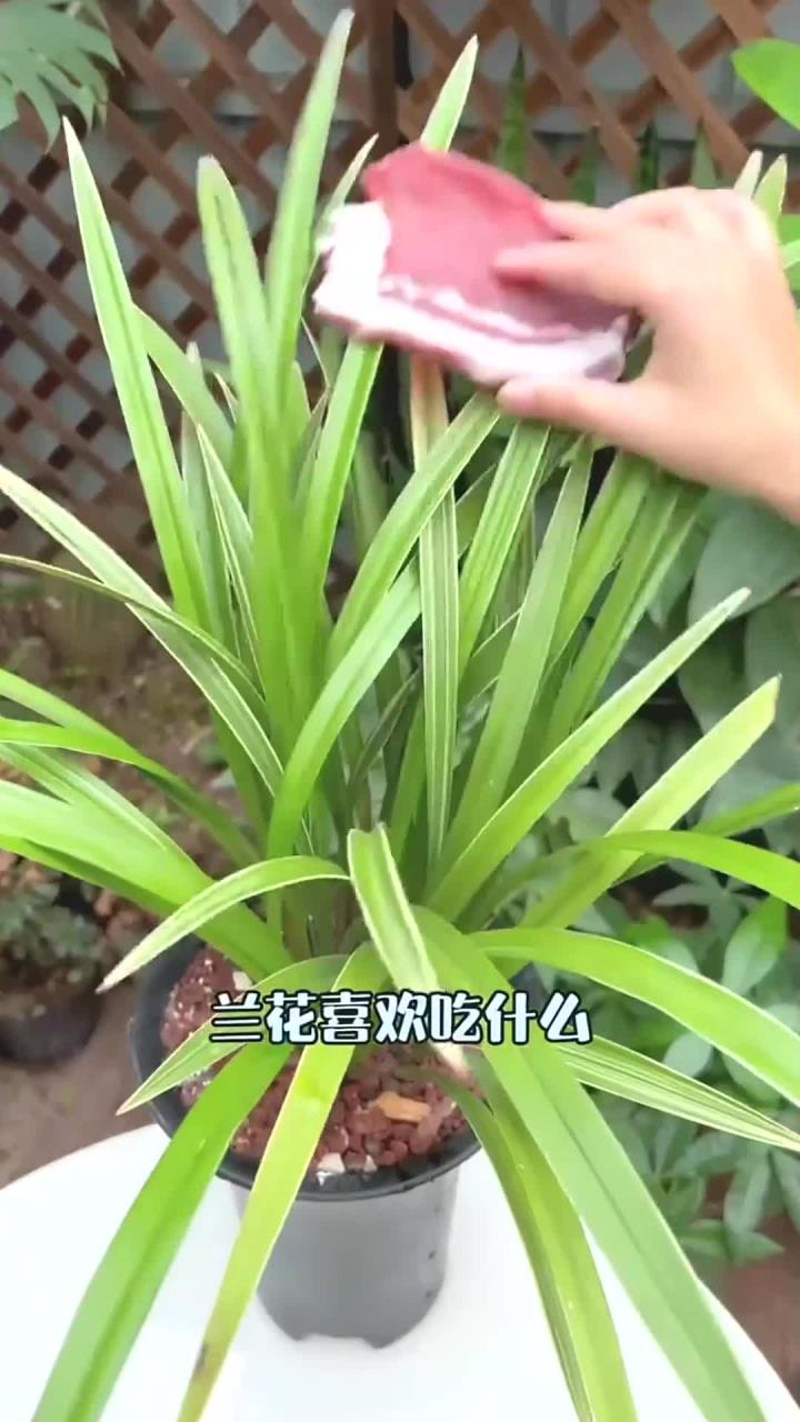 兰花喜欢吃什么,你知道吗?