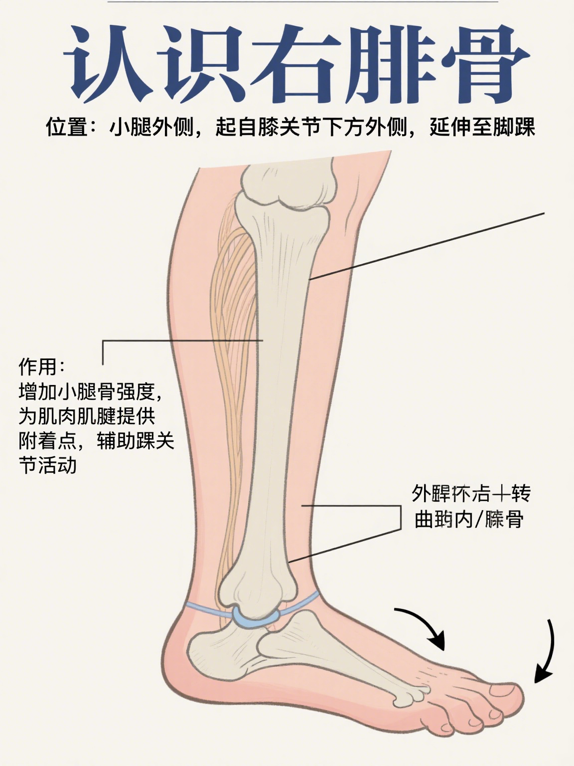 右腓骨是人体小腿外侧的一根长骨,它与内侧的胫骨