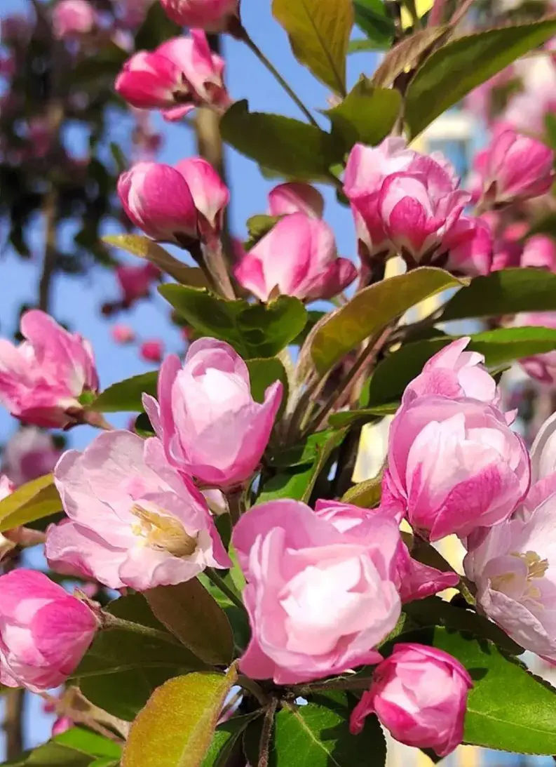 风吻窗帘影篱门,东来细雨滴玉盆