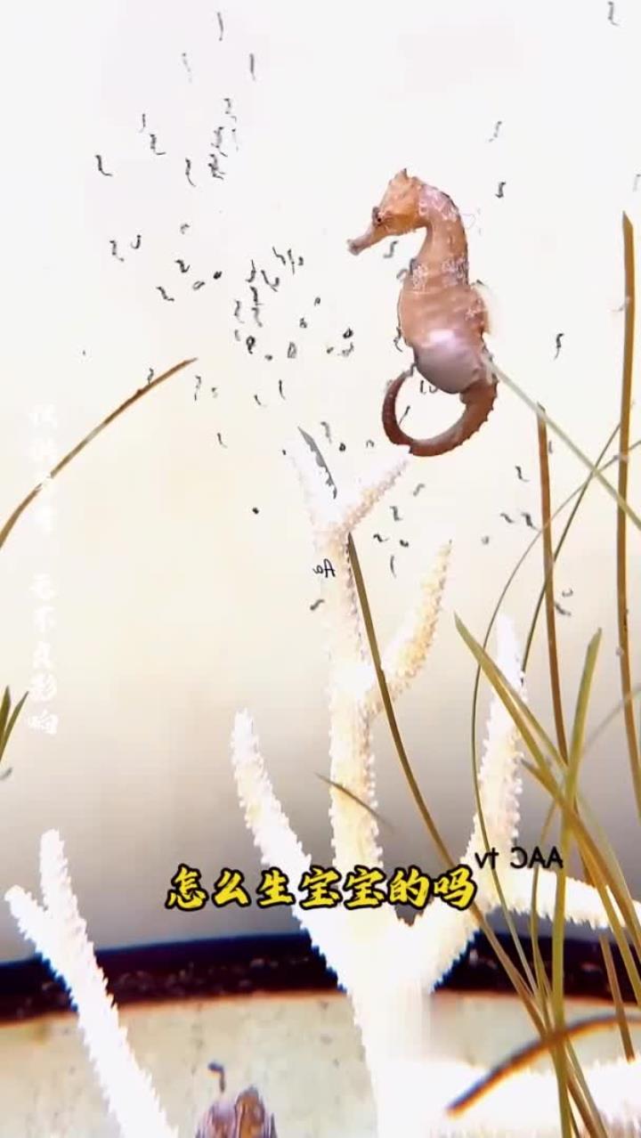 海马爸爸为什么生宝宝 海马爸爸为什么生宝宝