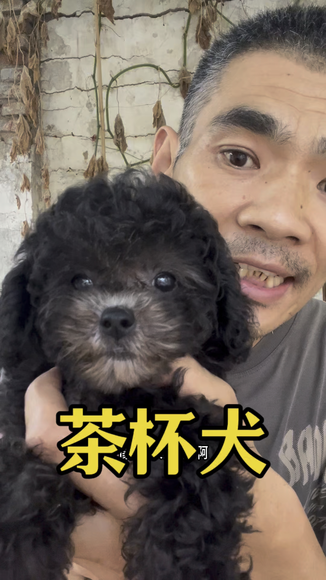 茶杯的灰泰迪成年2