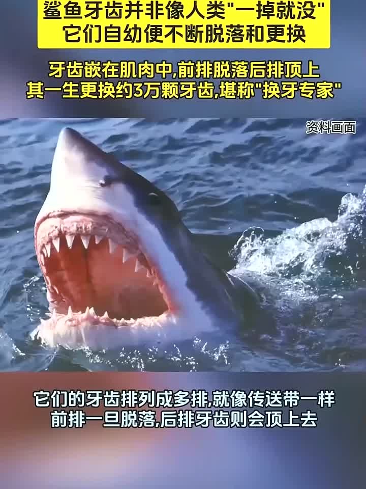 称霸海洋4亿年,终身"以牙还牙"!鲨鱼的牙齿究竟有什么秘密?