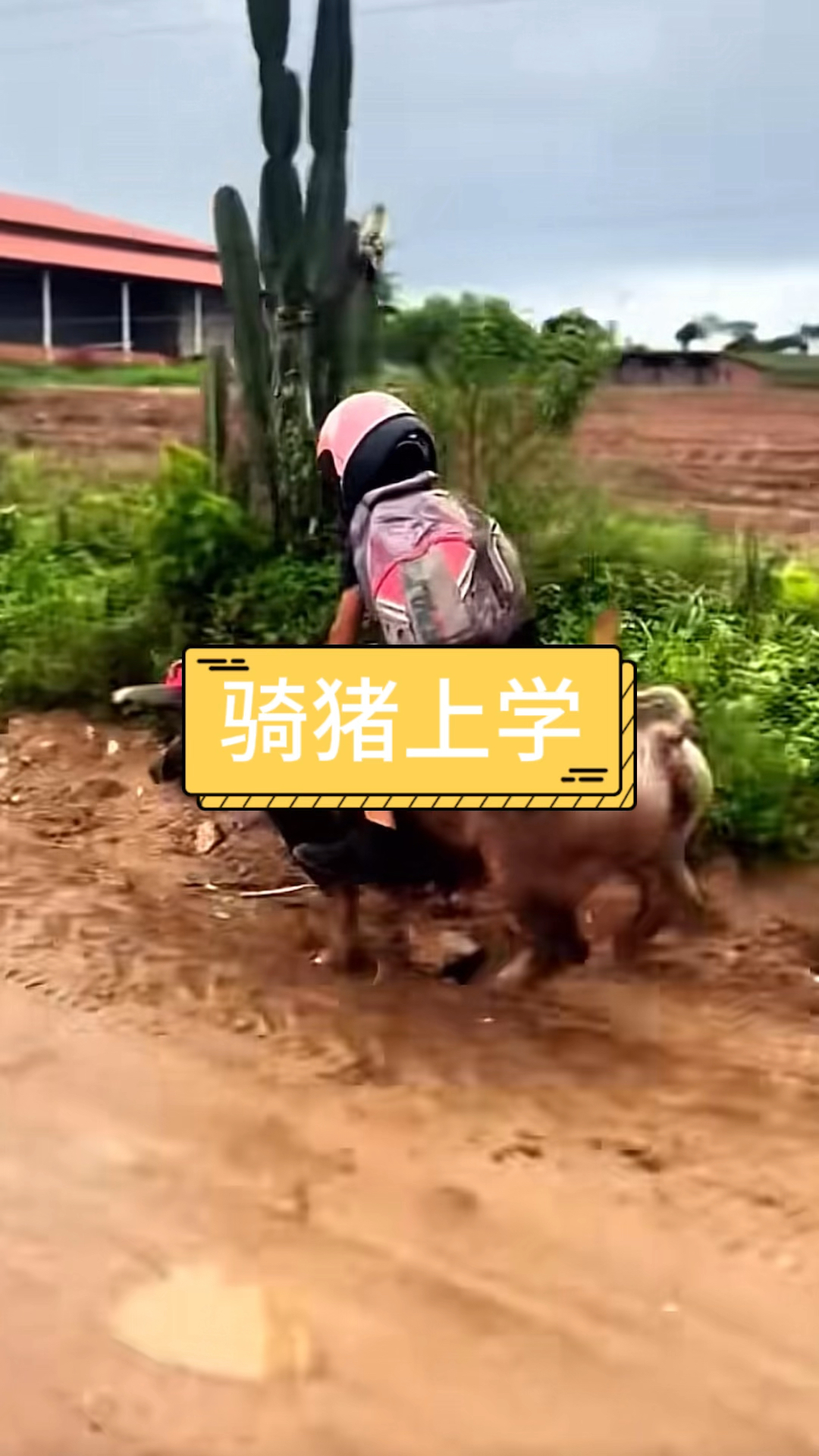 骑猪上学请戴安全帽