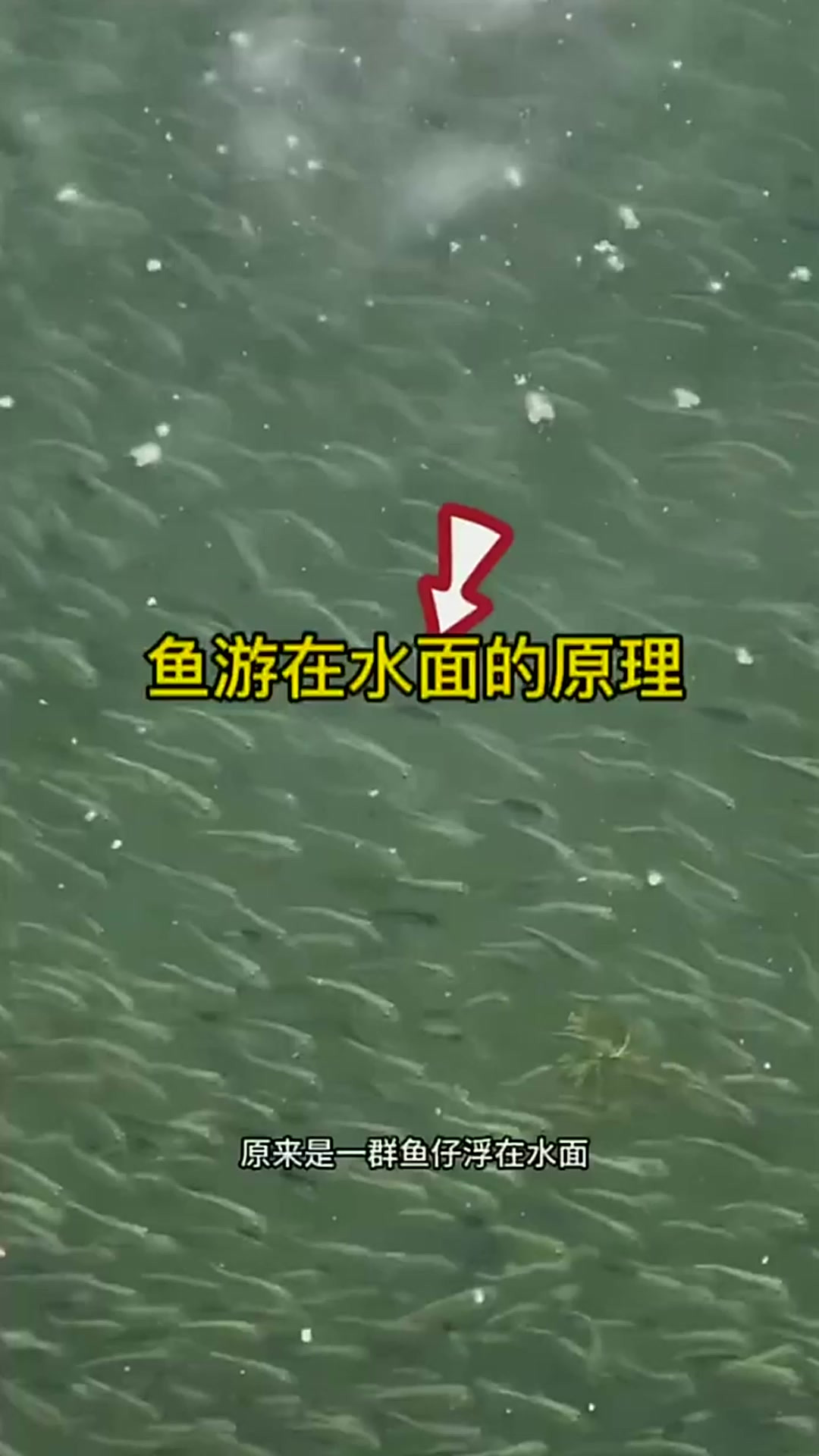 鱼游水面是什么天气