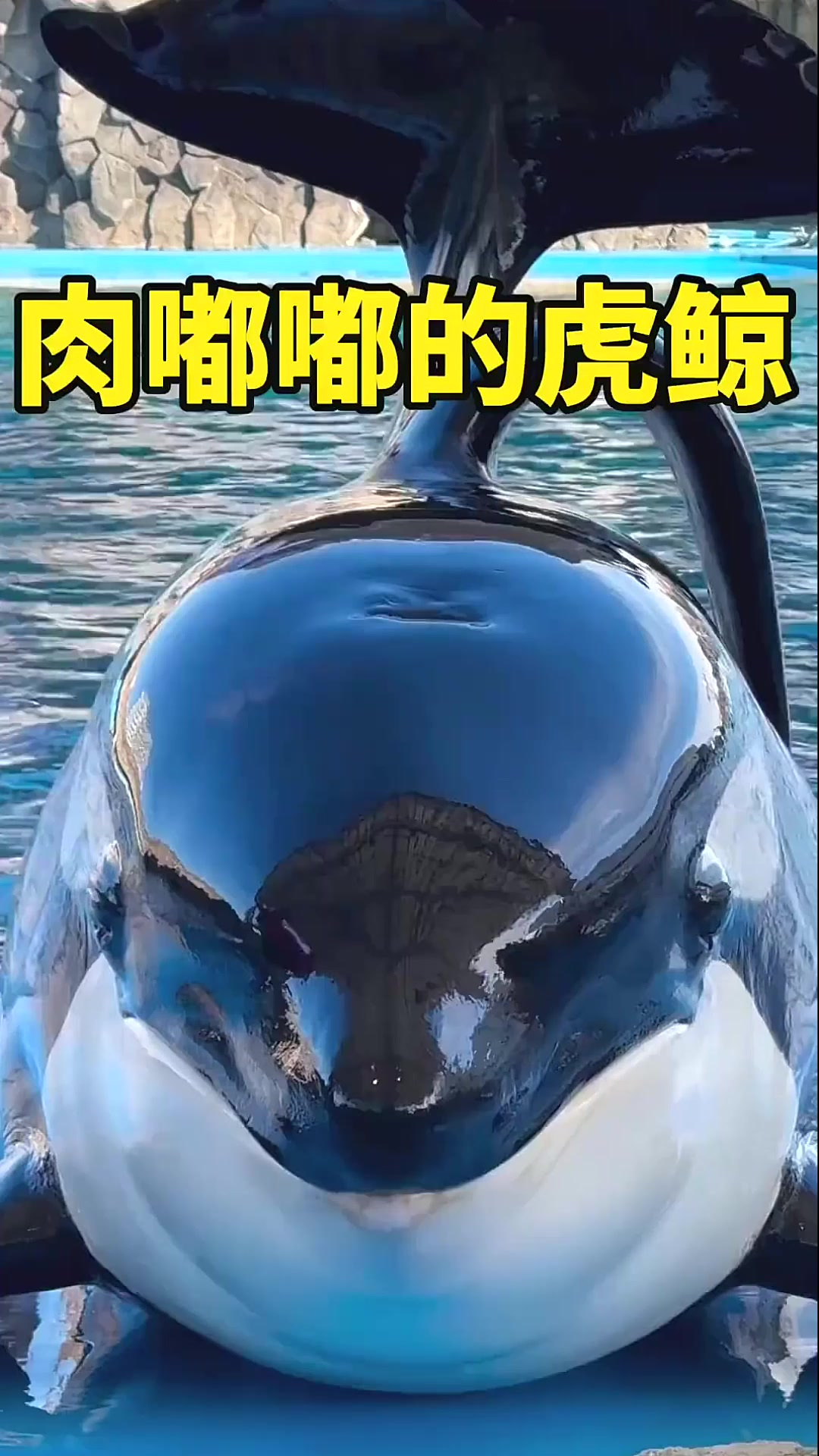 肉嘟嘟虎鲸,太可爱了