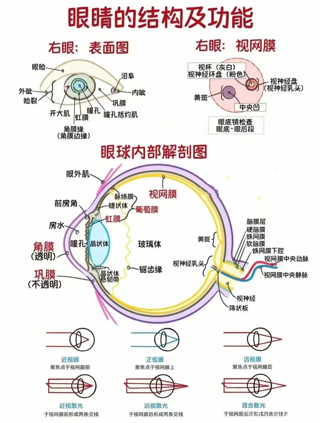 眼球  眼球是人体最精密的感觉器官之一,直径约24毫米,像一颗圆润的