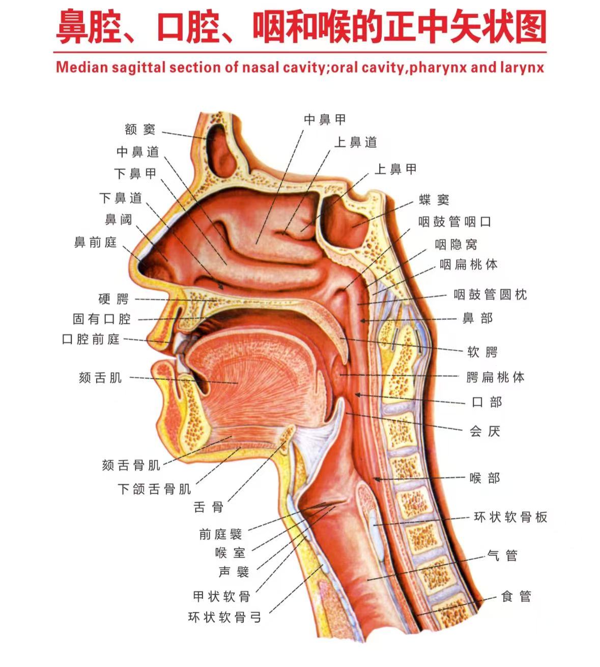 咽喉 咽喉,这个位于颈部的"交通要道",可是我们身体