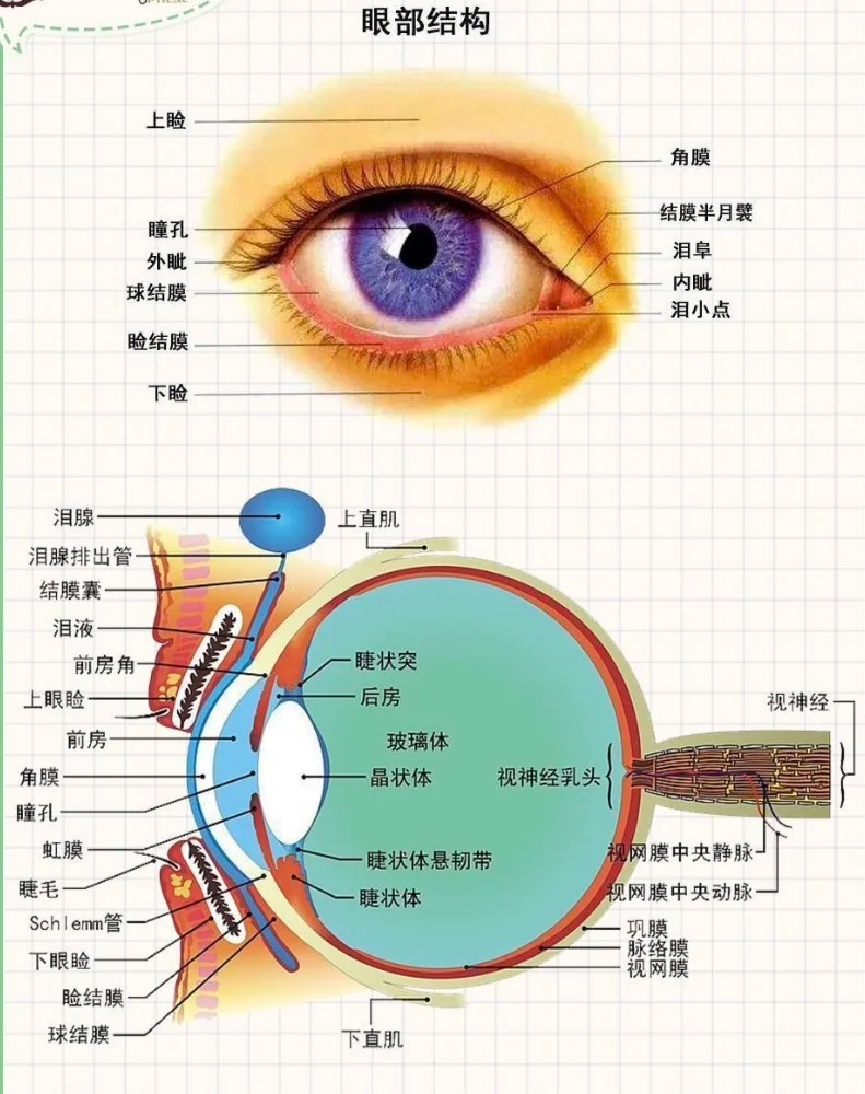 眼球  眼球是人体最精密的感觉器官之一,直径约24毫米,像一颗圆润的