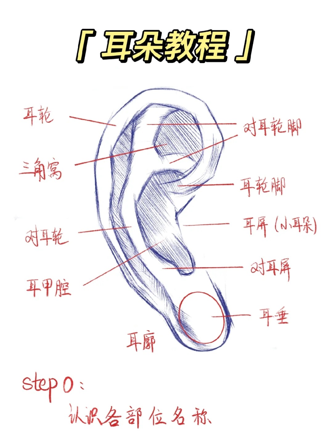小巧却藏着复杂的结构哦～从外到内先来认识外耳最显眼的是耳廓像