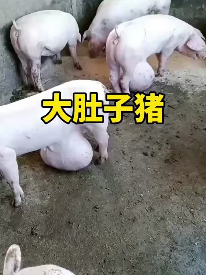 这猪怎么肚子都这么大