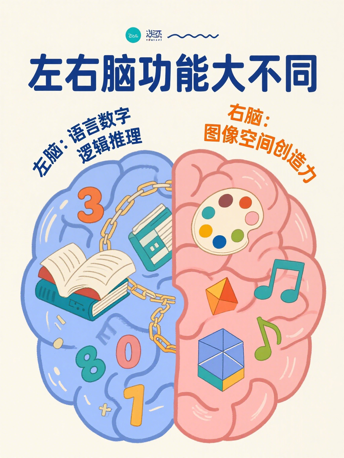 左右脑各负责什么功能 大脑是人体的"超级指挥官",分为左脑和右脑两个