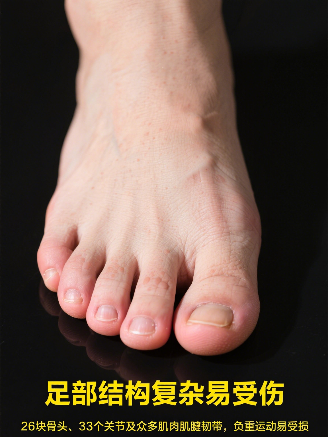 足部解剖 足部是人体负重和运动的重要器官,结构精密又复杂