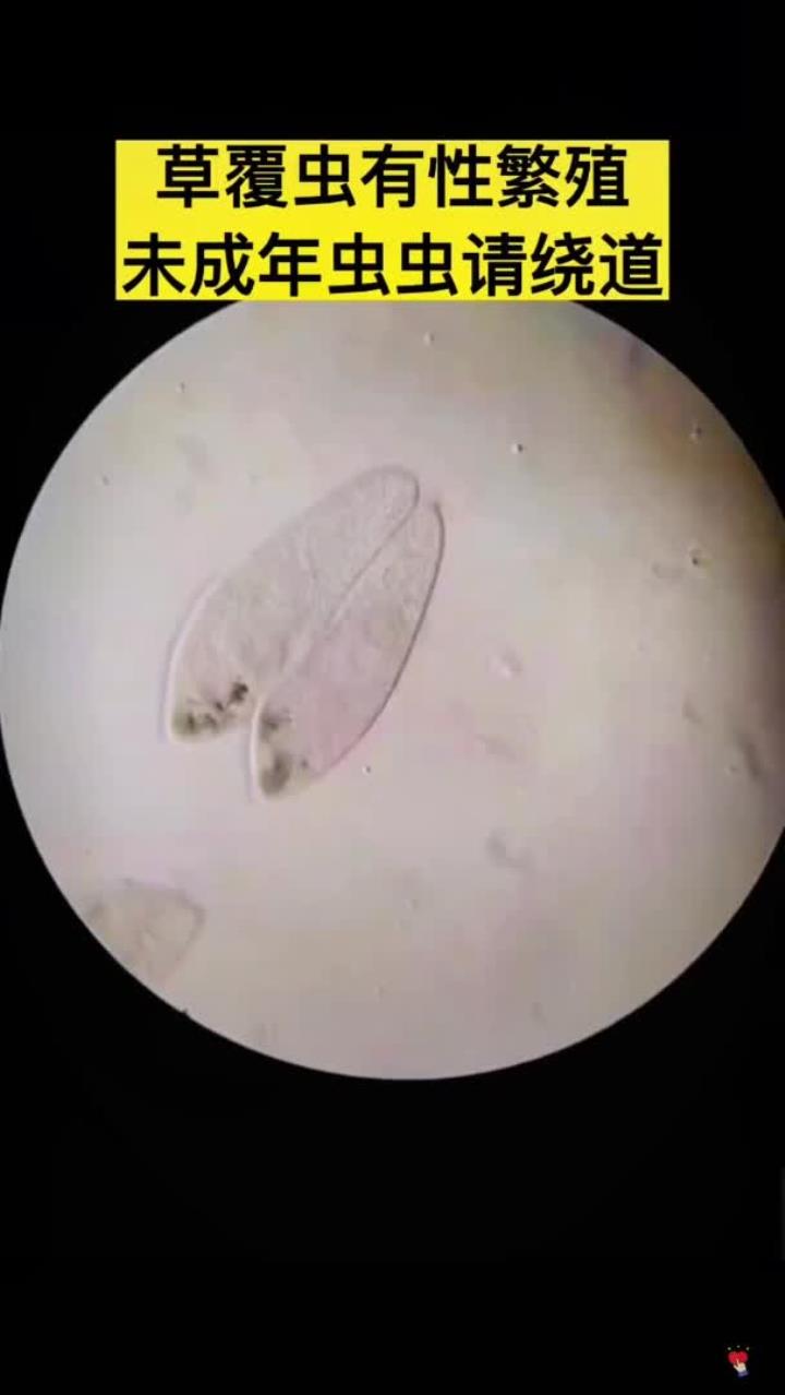 草履虫还会进行有性生殖?快来看看吧