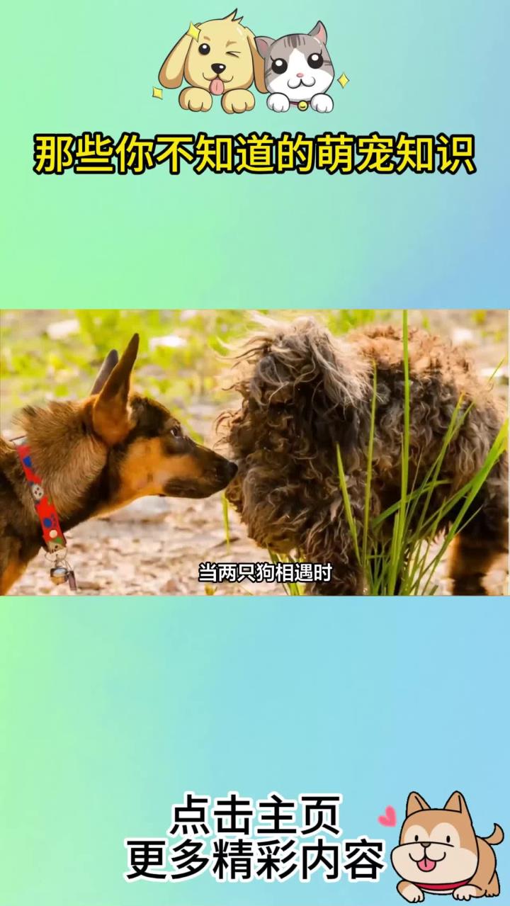 为什么喜欢狗狗 为什么喜欢狗狗