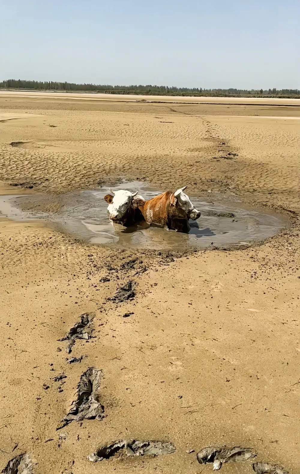 拉出泥潭,却没料到自己反被泥巴给粘住了,为了安全,赶忙往外爬出来了