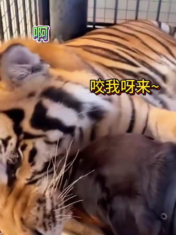 虎落平阳被犬欺是真的吗为什么在线