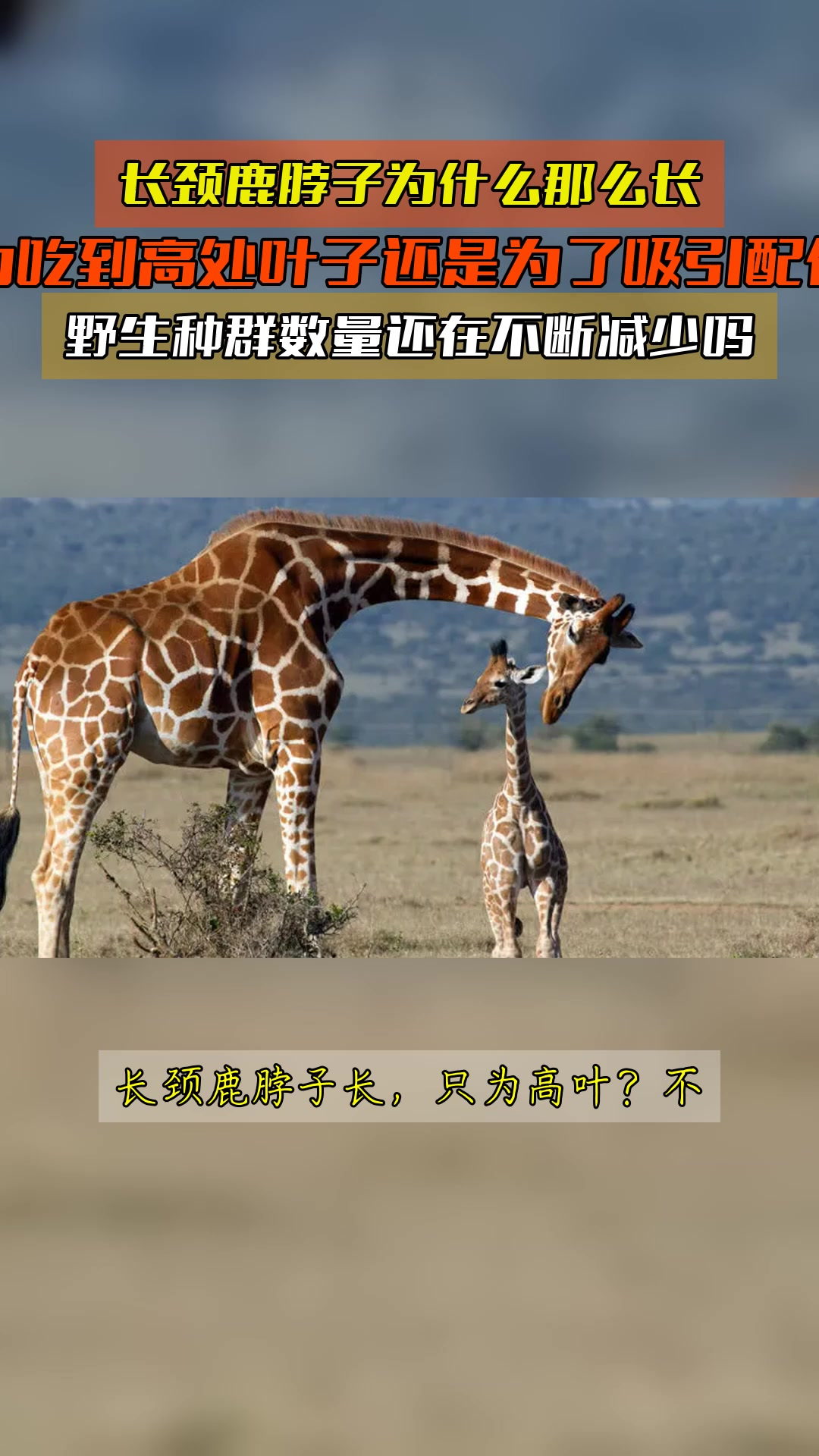 长颈鹿为什么脖子长