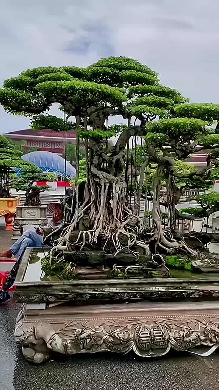 榕树盆景