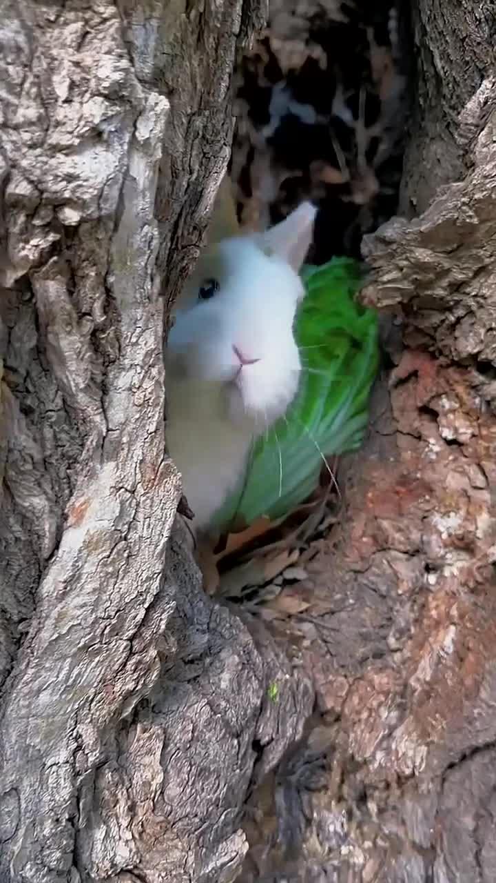 小兔子在树洞里啃白菜