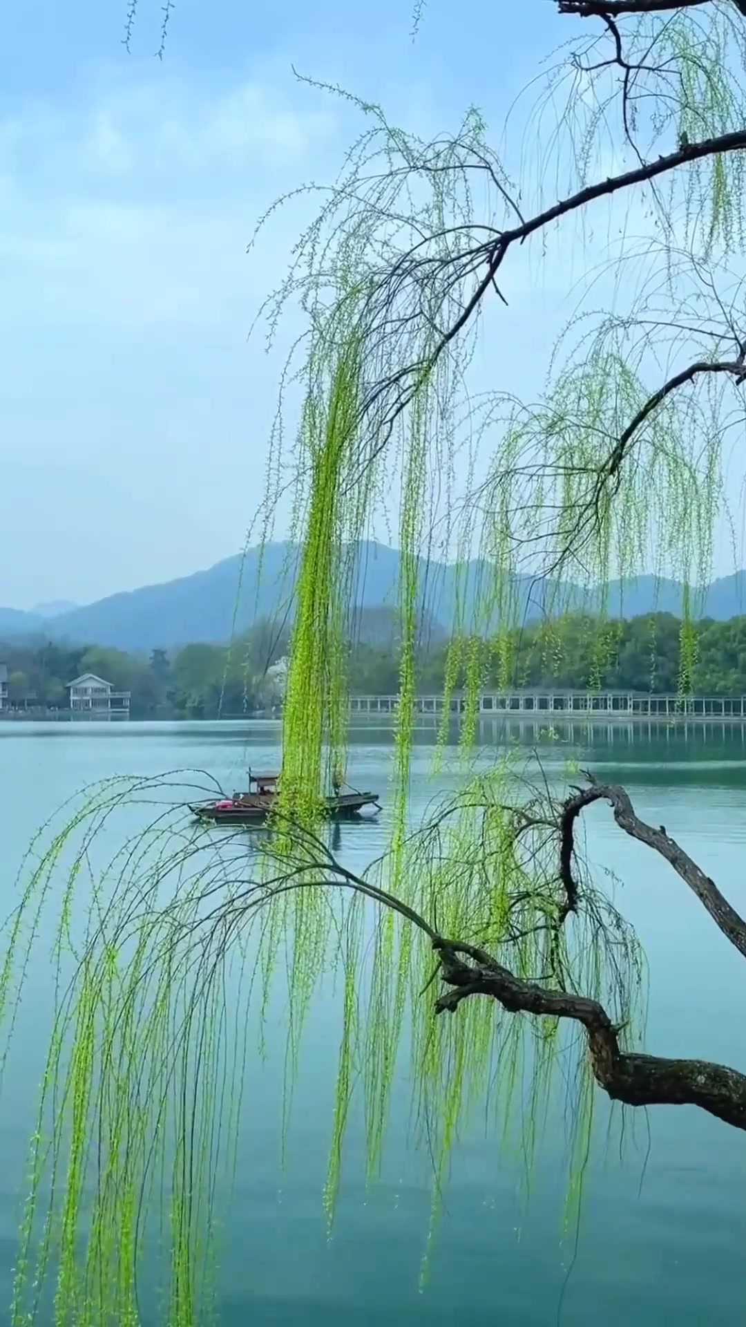 夏季旅游,西湖美景三月天,拂堤杨柳醉春烟.旅游推荐