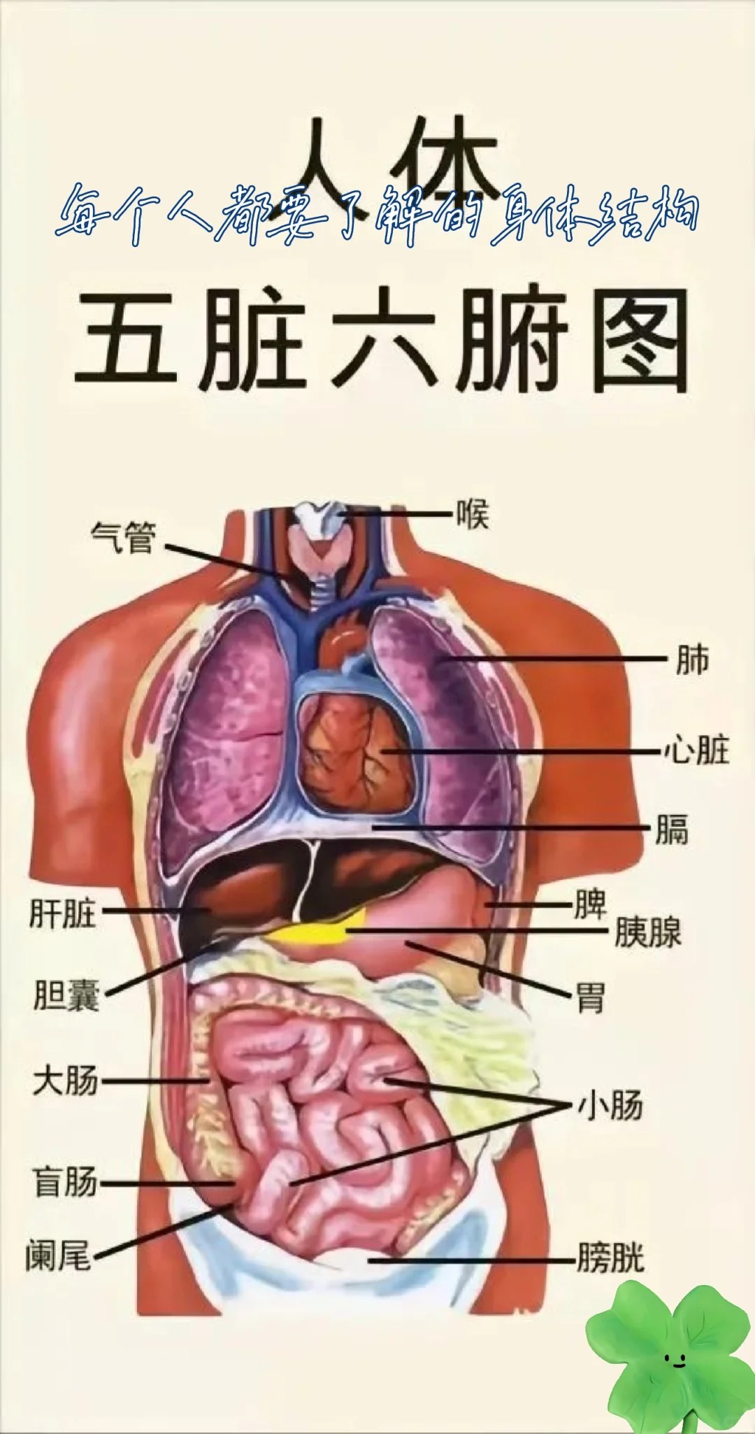 人体心脏的位置图片 心脏,这个人体的"生命引擎",究竟在身体的哪个