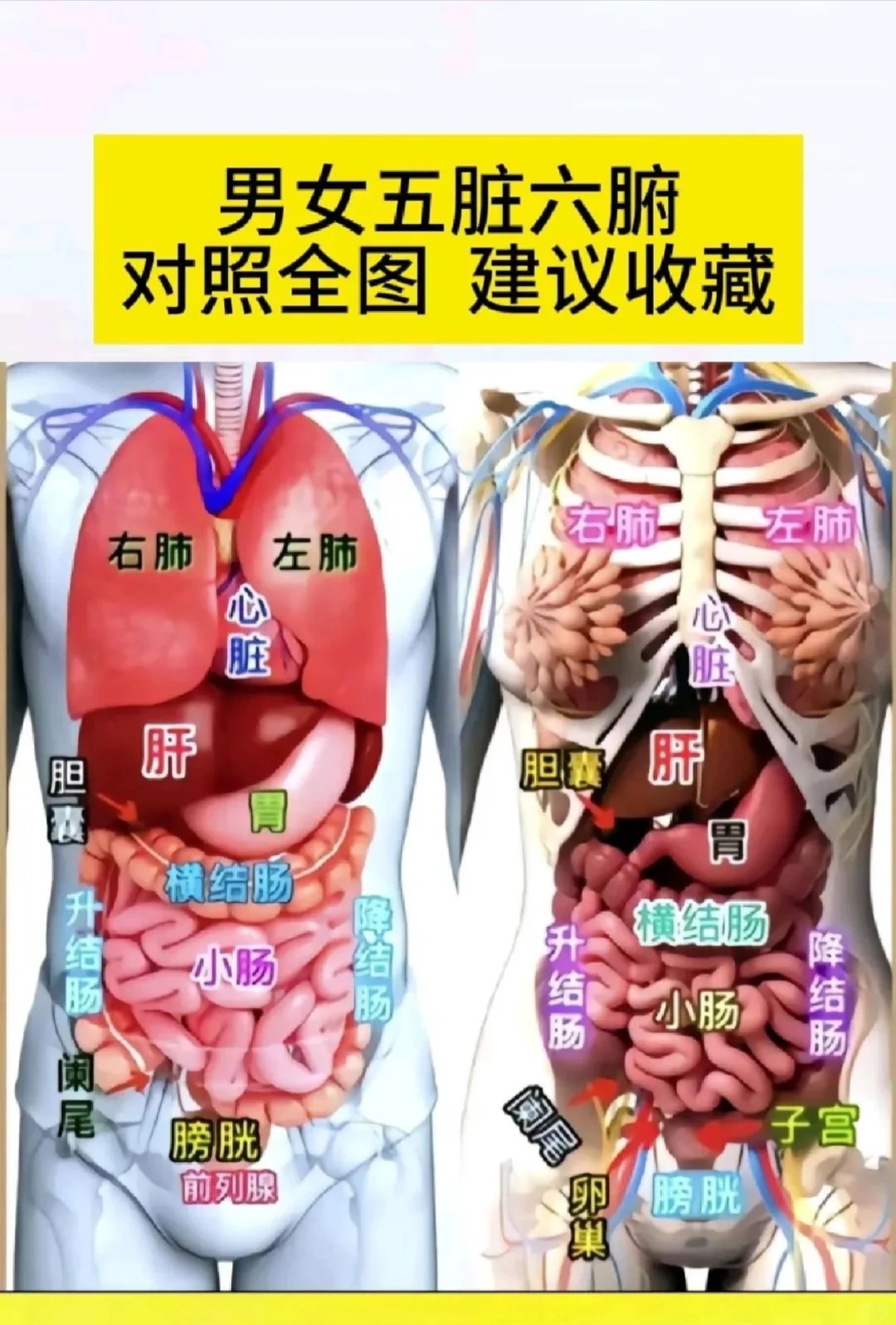 人体心脏的位置图片 心脏,这个人体的"生命引擎",究竟在身体的哪个