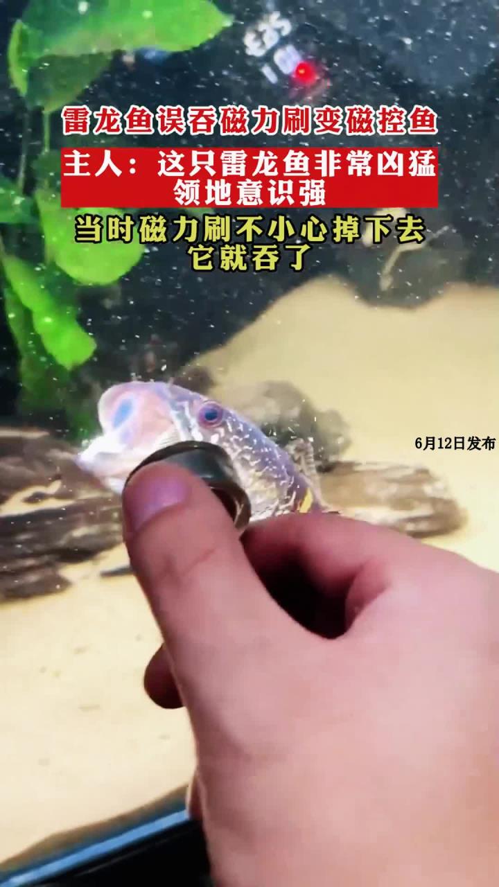 磁力鱼=磁力鱼缸擦有用吗