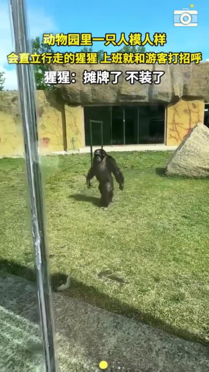 动物园里一只人模人样 会直立行走的猩猩 一上班就和游客打招呼 猩猩