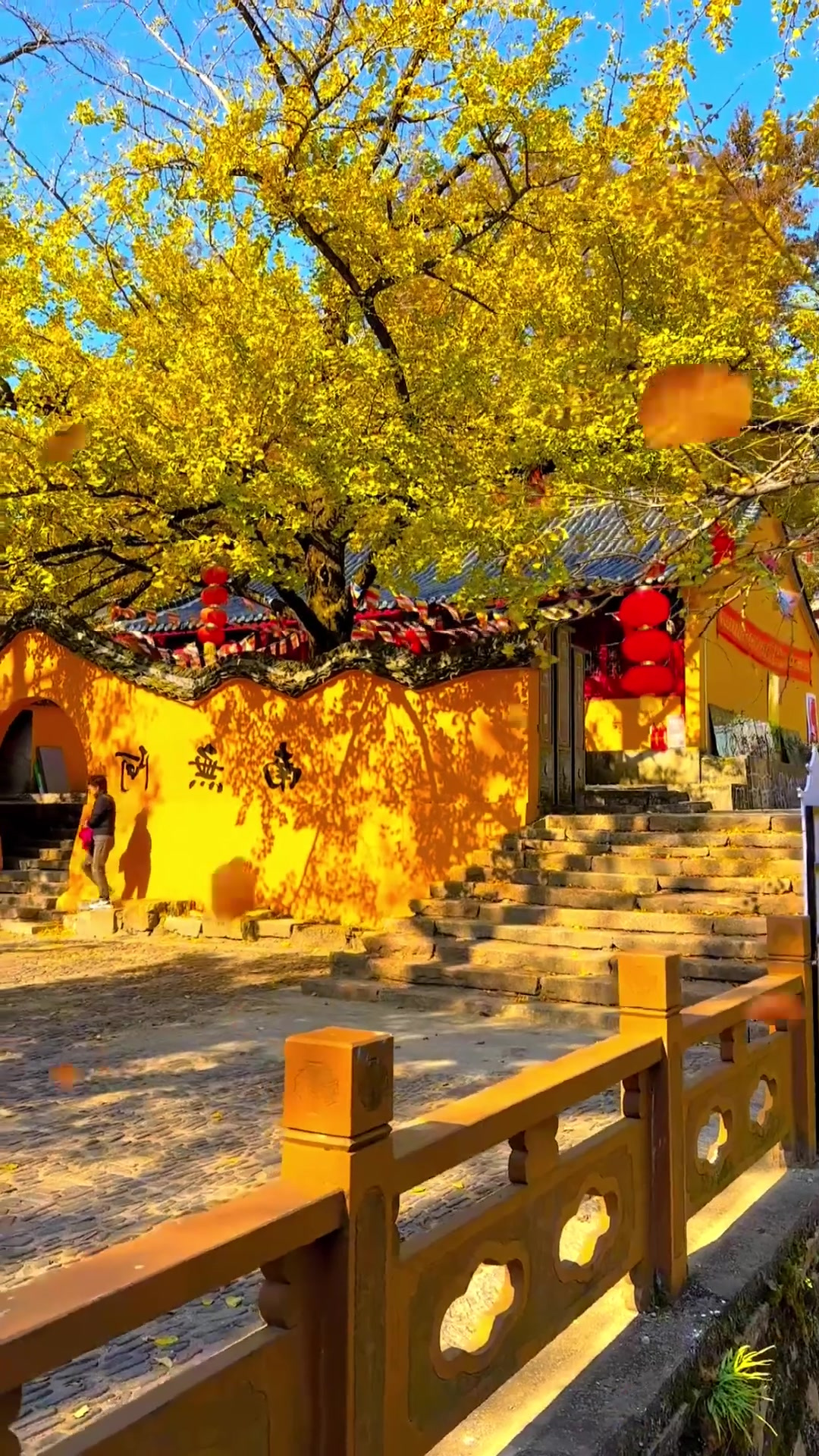 秋季旅行,长兴十里银杏长廊的银杏已到最佳欣赏期,喜欢的小伙