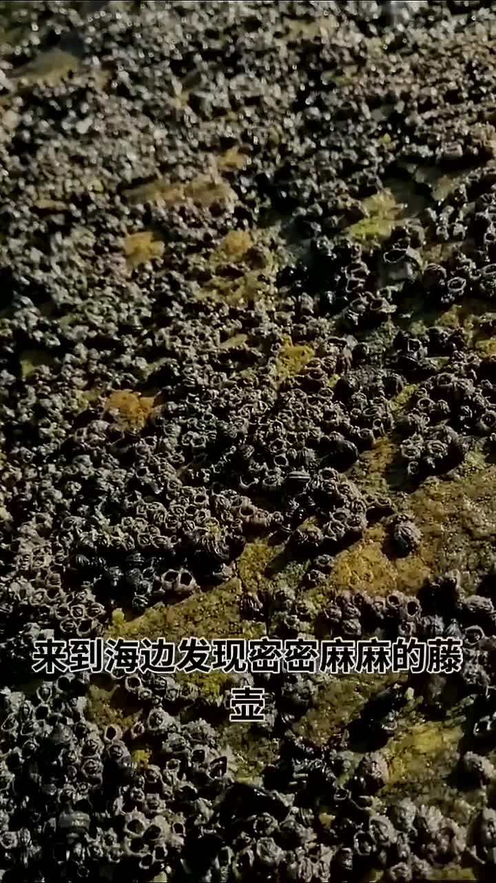 遍地都是藤壶