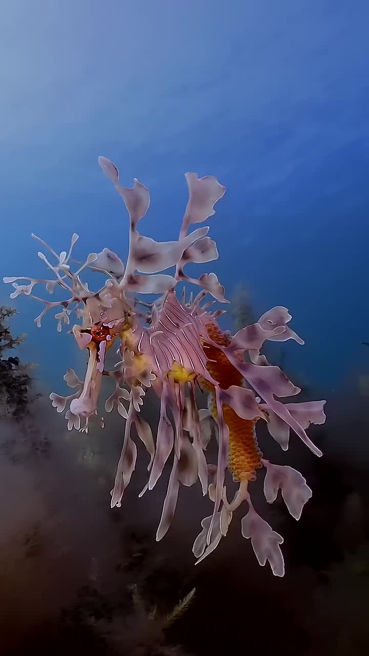 它叫叶海龙,看着像植物,其实是动物.海龙鱼目
