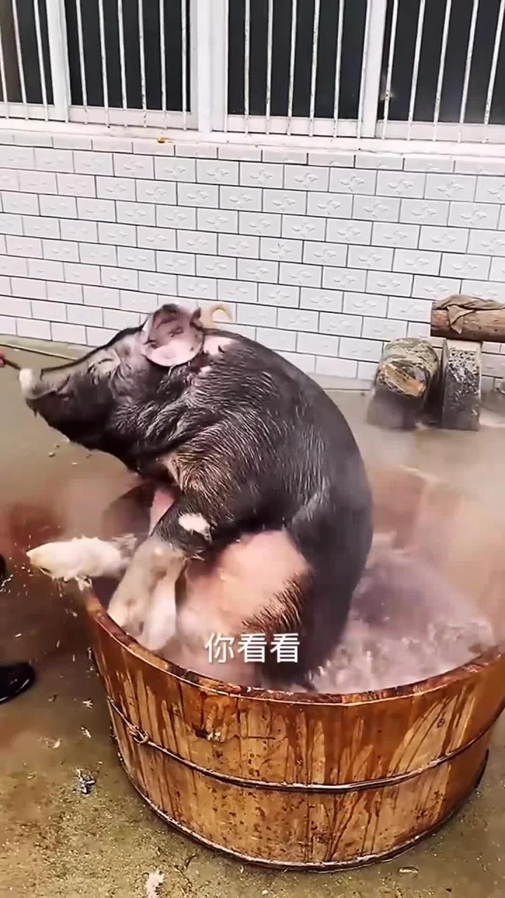 给猪泡澡刮毛的方法