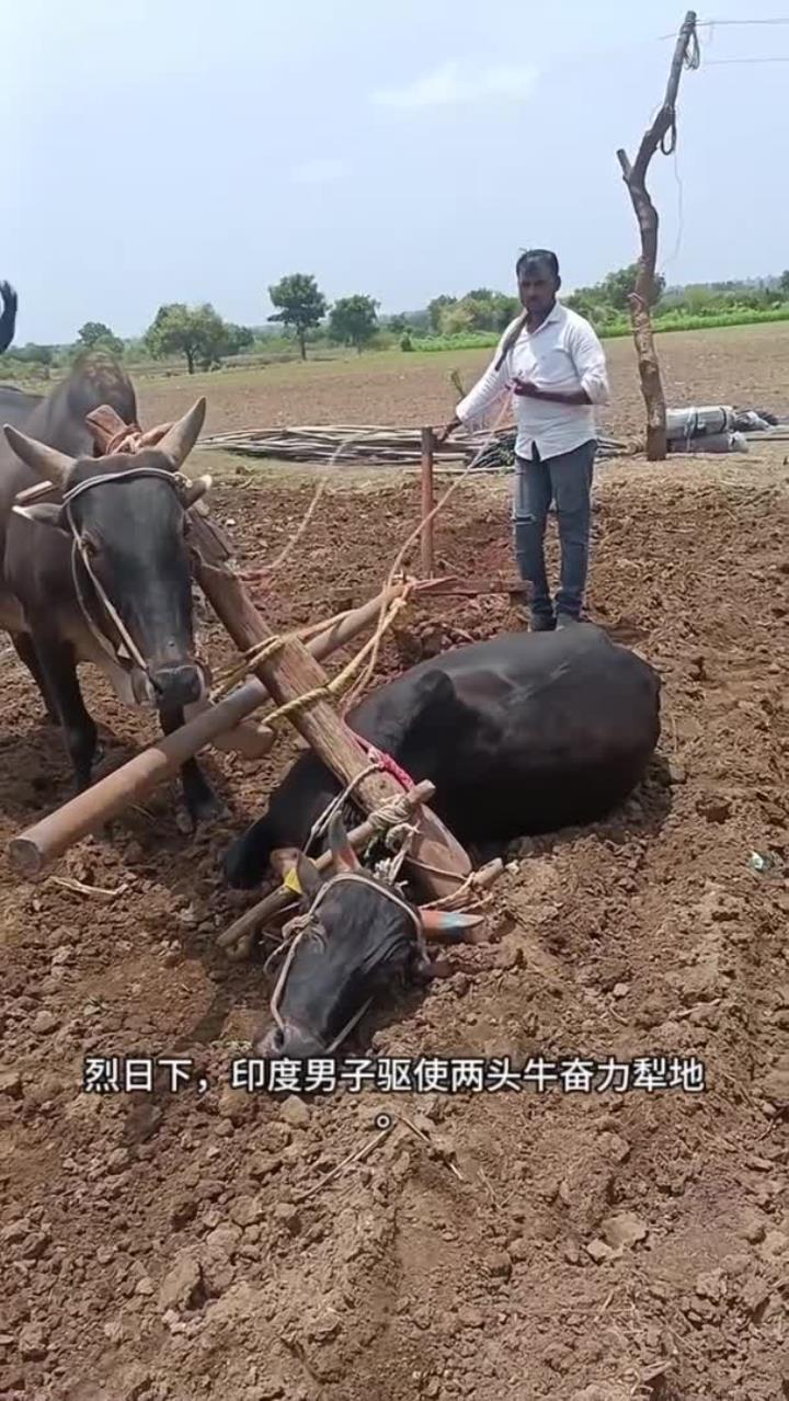 一头牛耕地的时候累倒了