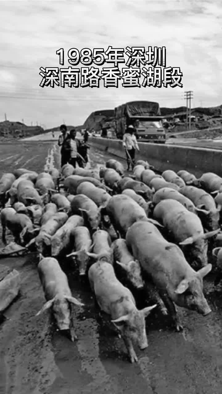 1985年,村民深南大道赶猪的珍贵旧影
