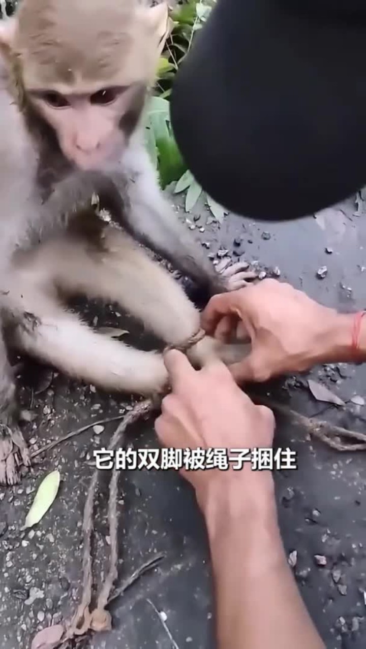 救助被绑双脚的猴子
