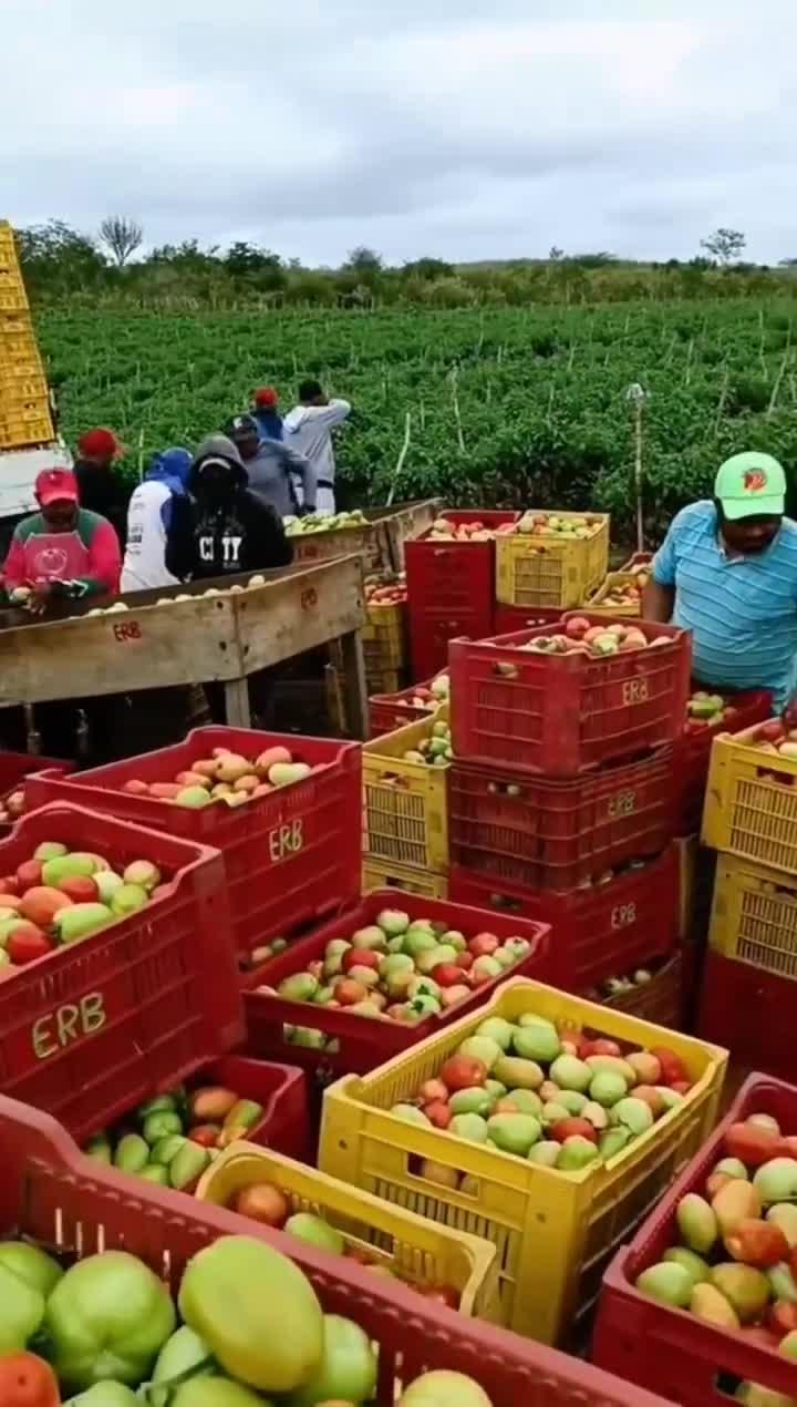 番茄装箱装车现场,现场实拍,新鲜采摘